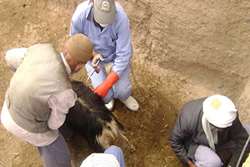 آغاز عملیات واکسیناسیون آبله دام های سبک ( گوسفند و بز ) به صورت رایگان در شهرستان گناباد